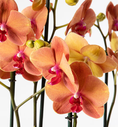 Gyllen orkidé i potte Gyllen orkidé i potte